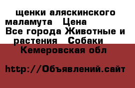 щенки аляскинского маламута › Цена ­ 20 000 - Все города Животные и растения » Собаки   . Кемеровская обл.